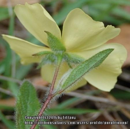 Photo of Carolina rock rose (Crocanthemum carolinianum) uploaded by purpleinopp