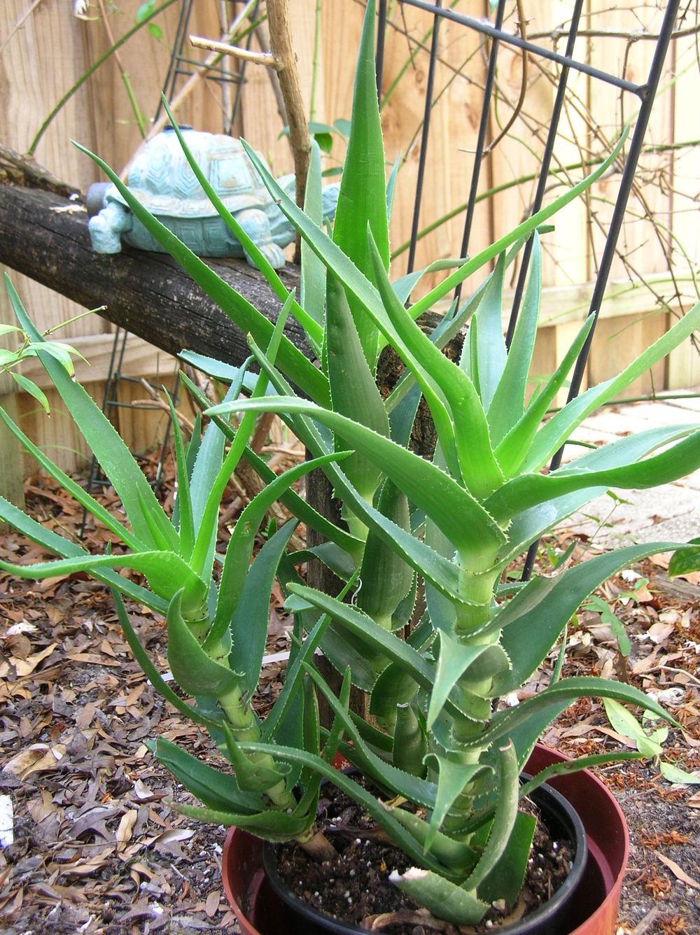 Photo of Climbing Aloe (Aloiampelos ciliaris) uploaded by sunkissed