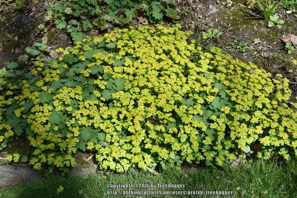 Photo of Golden Saxifrage (Chrysosplenium alternifolium) uploaded by treehugger