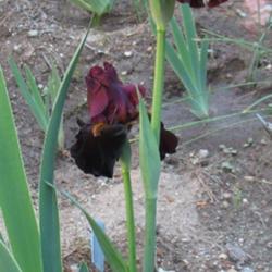 Location: Southern California zone 10a
Date: April 2, 2016
Flaring form, deep rich color, and lots of velvet.