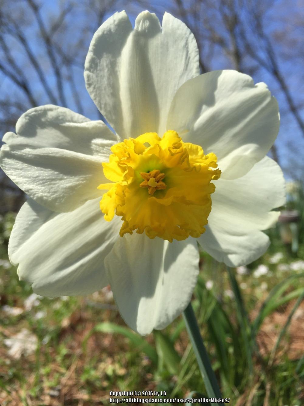 Photo of Large Cupped Daffodil (Narcissus 'John Evelyn') uploaded by Mieko2
