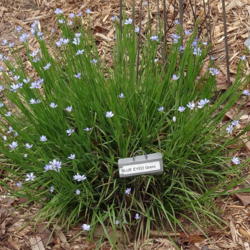 Location: Blue eyed Grass
Date: 2016-03-28
the blooms just float above the grassy perennial!