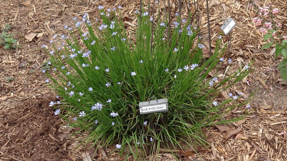 Photo of Blue-Eyed Grass (Sisyrinchium angustifolium 'Blue Note') uploaded by Sheridragonfly