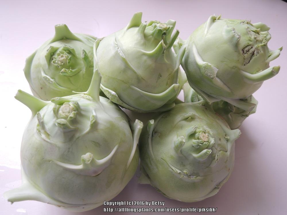 Photo of Brassicas (Brassica) uploaded by piksihk