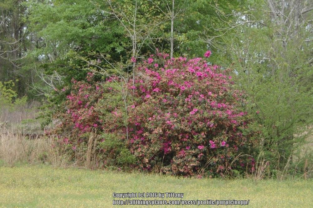 Photo of Rhododendrons (Rhododendron) uploaded by purpleinopp