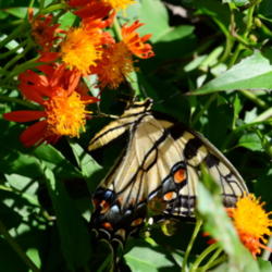 Location: Winter Springs, FL zone 9b
Date: 2013-01-16
Attracts butterflies