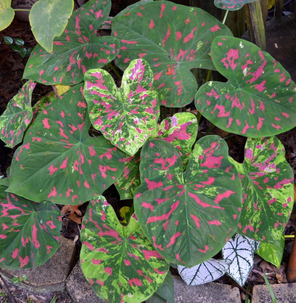 Photo of Fancy-leaf Caladium (Caladium 'Florida Beauty') uploaded by sunkissed