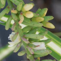 Location: In my garden - San Joaquin County, CA
Date: 2016-04-01 - Spring
More buds forming on clumping mistletoe cactus