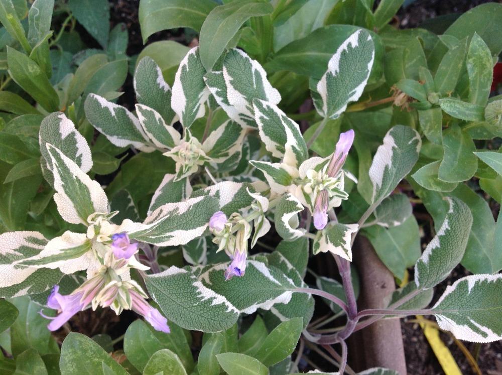 Photo of Common Sage (Salvia officinalis 'Tricolor') uploaded by Azgarden