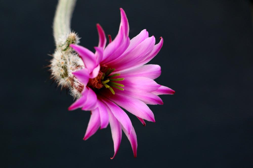 Photo of Dahlia Cactus (Echinocereus poselgeri) uploaded by GrammaChar