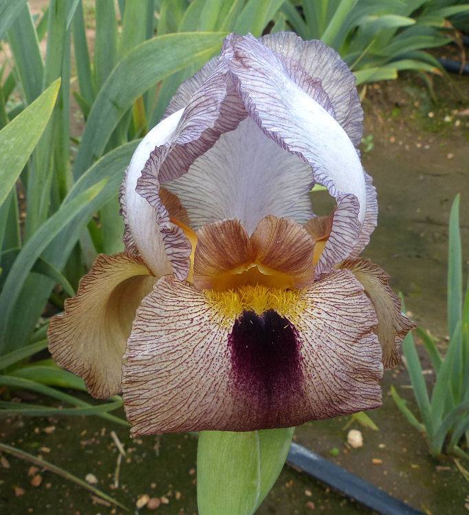 Photo of Arilbred Iris (Iris 'Peresh') uploaded by Misawa77