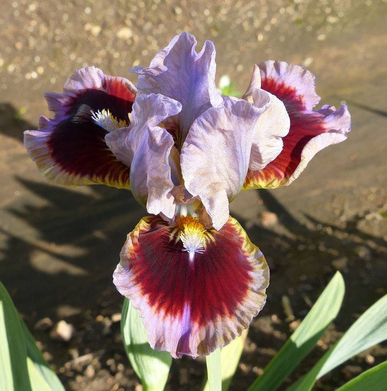 Photo of Standard Dwarf Bearded Iris (Iris 'Going in Circles') uploaded by Misawa77
