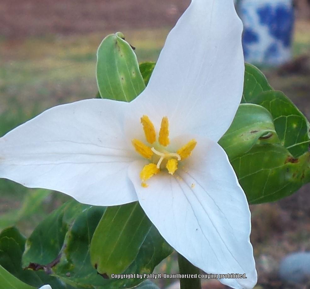 Photo of Great White Trillium (Trillium grandiflorum) uploaded by Patty