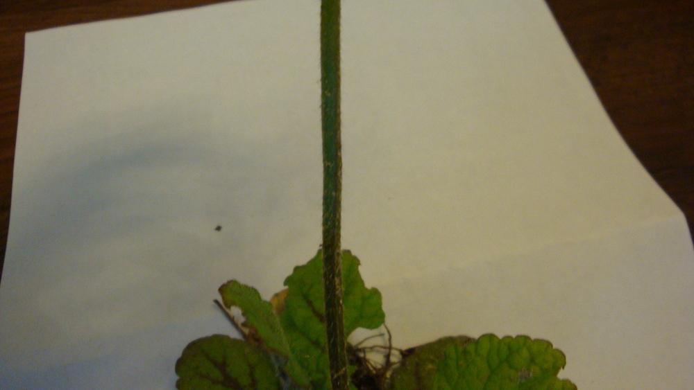 Photo of Lyreleaf Sage (Salvia lyrata) uploaded by flaflwrgrl
