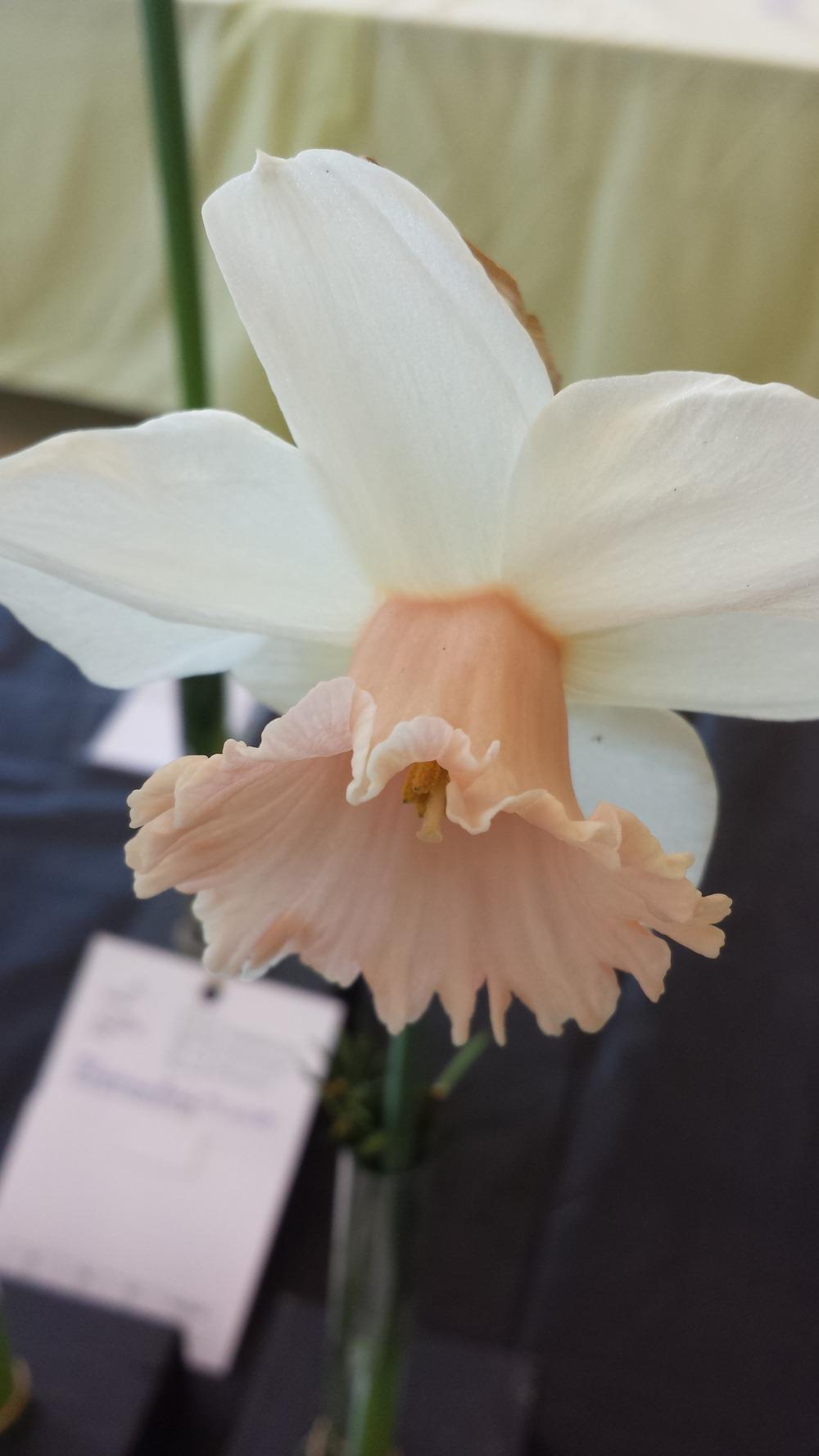 Photo of Large Cupped Daffodil (Narcissus 'Cedarbird') uploaded by gemini_sage