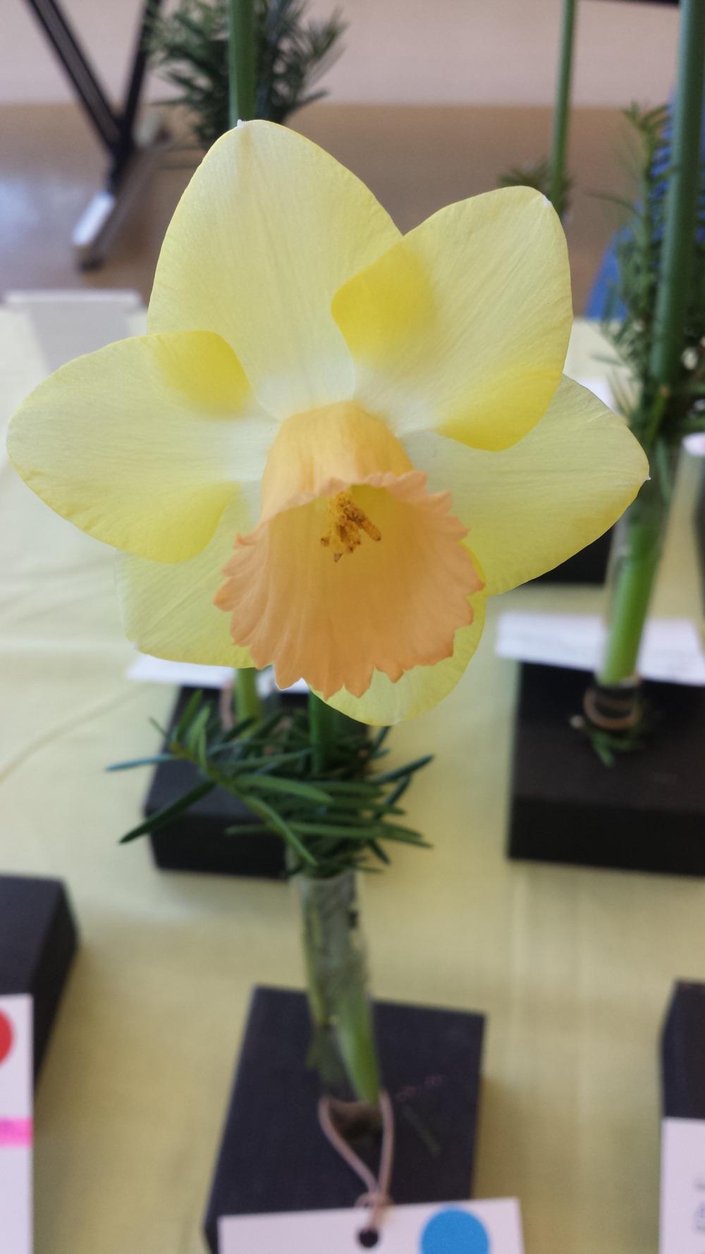 Photo of Trumpet Narcissus (Narcissus American Heritage) uploaded by gemini_sage