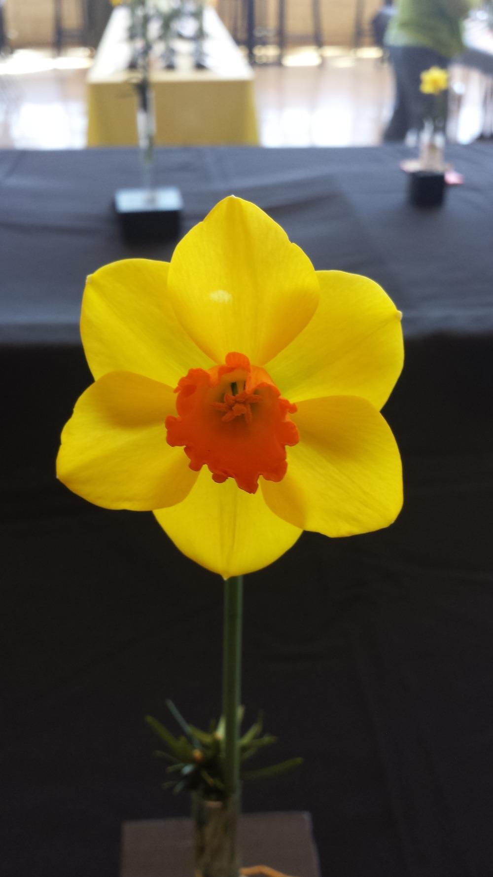 Photo of Trumpet Daffodil (Narcissus 'Koop') uploaded by gemini_sage