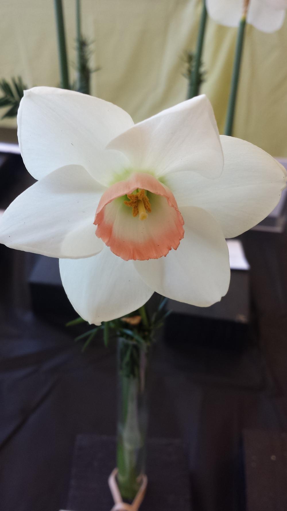 Photo of Large Cupped Daffodil (Narcissus 'Songket') uploaded by gemini_sage