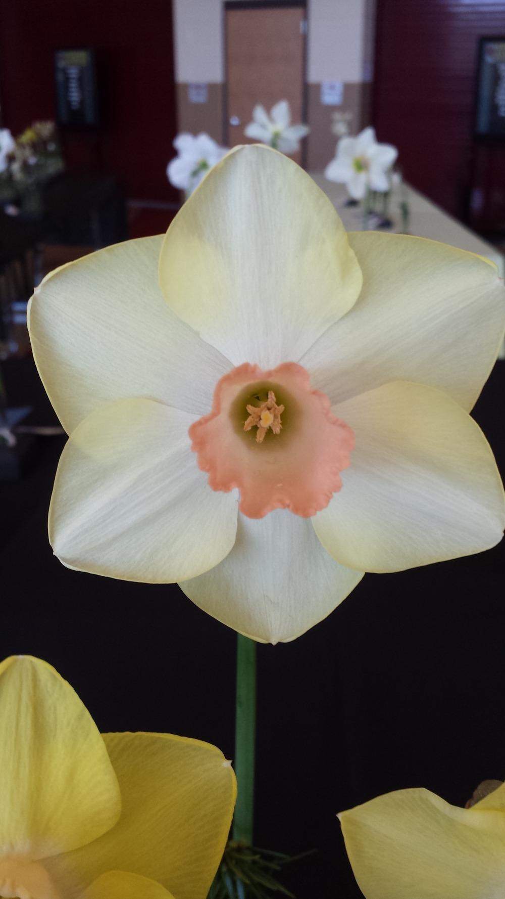 Photo of Large Cupped Daffodil (Narcissus 'Beautiful Silk') uploaded by gemini_sage