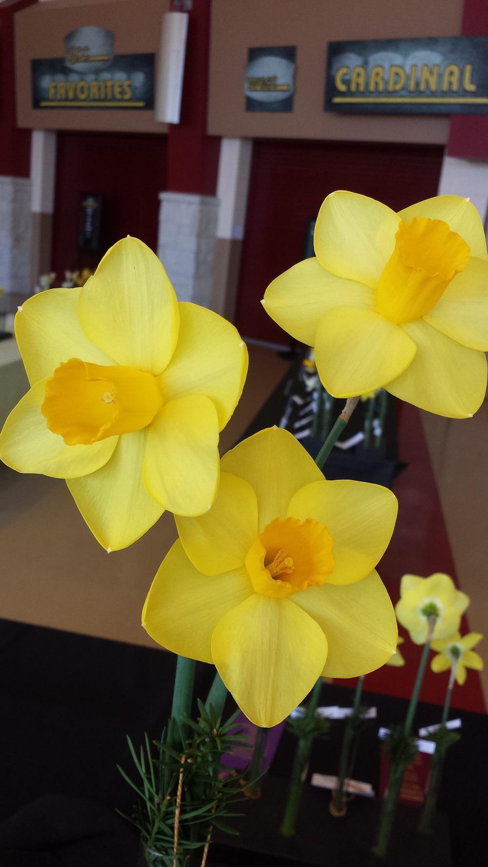 Photo of Large Cupped Daffodil (Narcissus 'Banker') uploaded by gemini_sage
