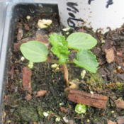 Seedling with cotyledons and first true leaves