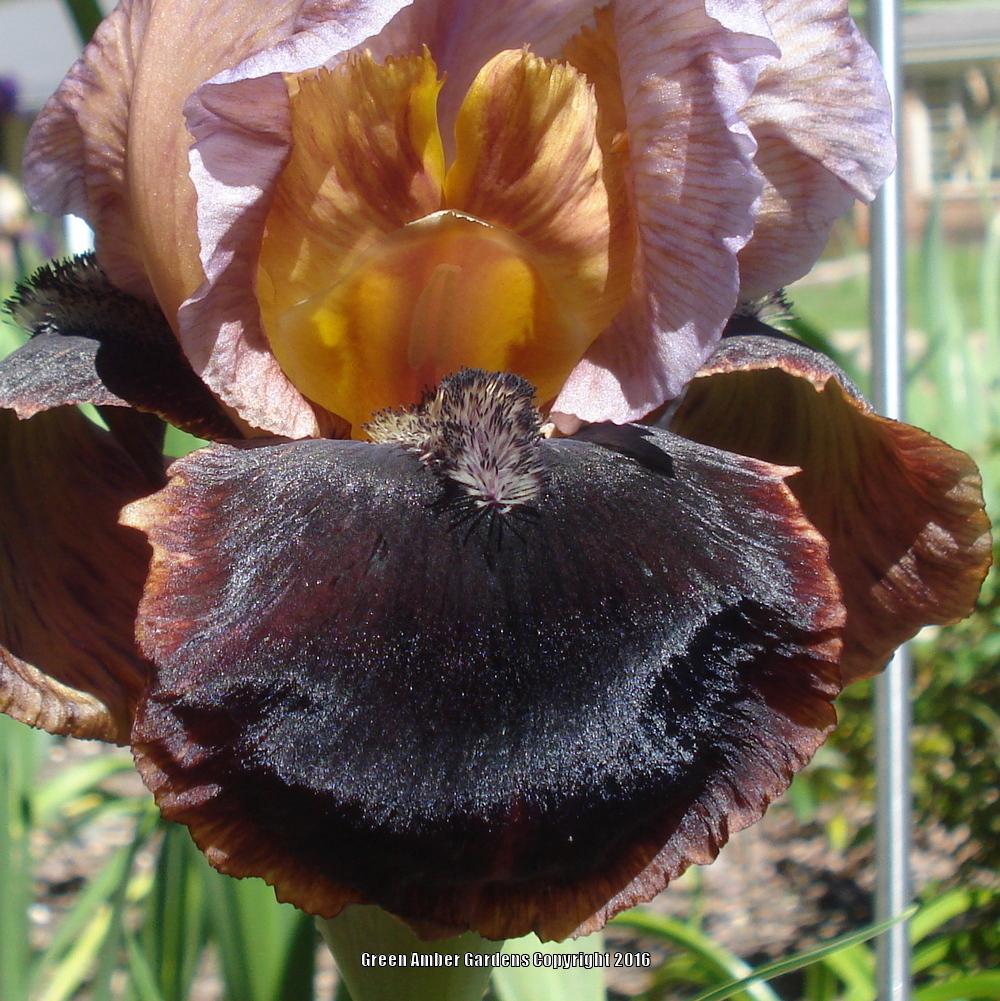Photo of Arilbred Iris (Iris 'Navajo Velvet') uploaded by lovemyhouse