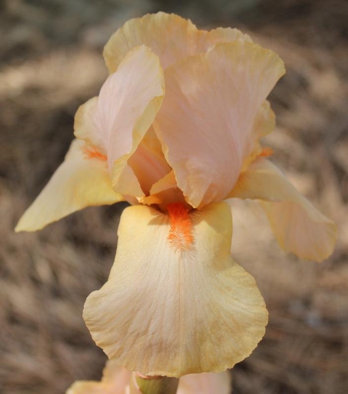 Photo of Tall Bearded Iris (Iris 'Valimar') uploaded by Calif_Sue