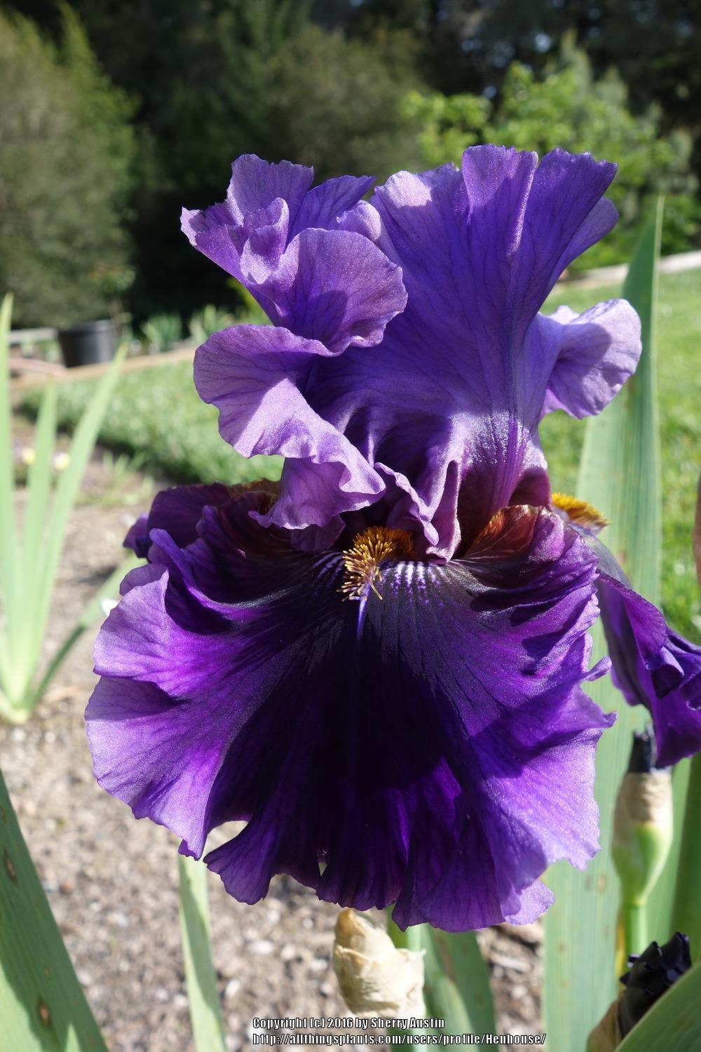 Photo of Tall Bearded Iris (Iris 'Plum Full') uploaded by Henhouse