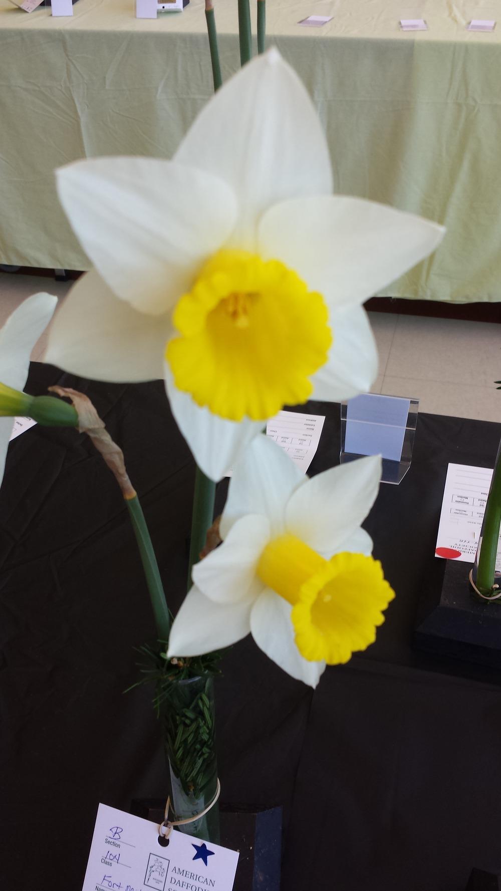 Photo of Trumpet Daffodil (Narcissus 'Fort Mitchell') uploaded by gemini_sage