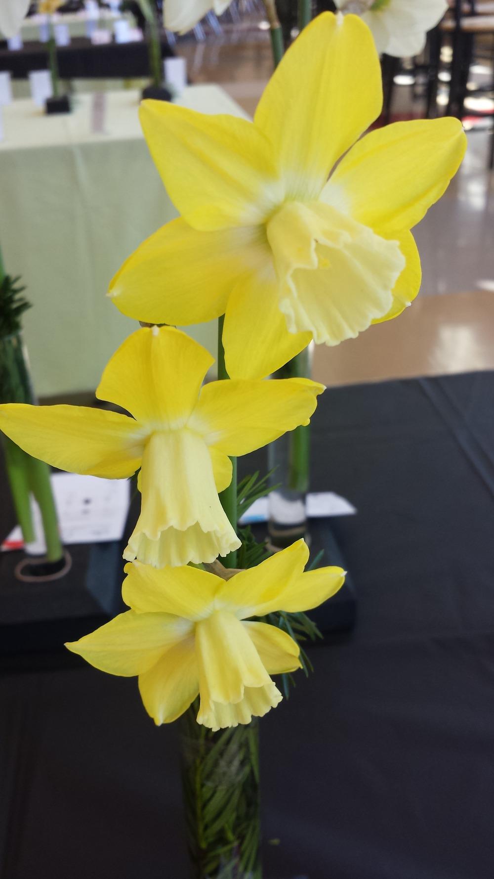 Photo of Large Cupped Daffodil (Narcissus 'Cloud Nine') uploaded by gemini_sage
