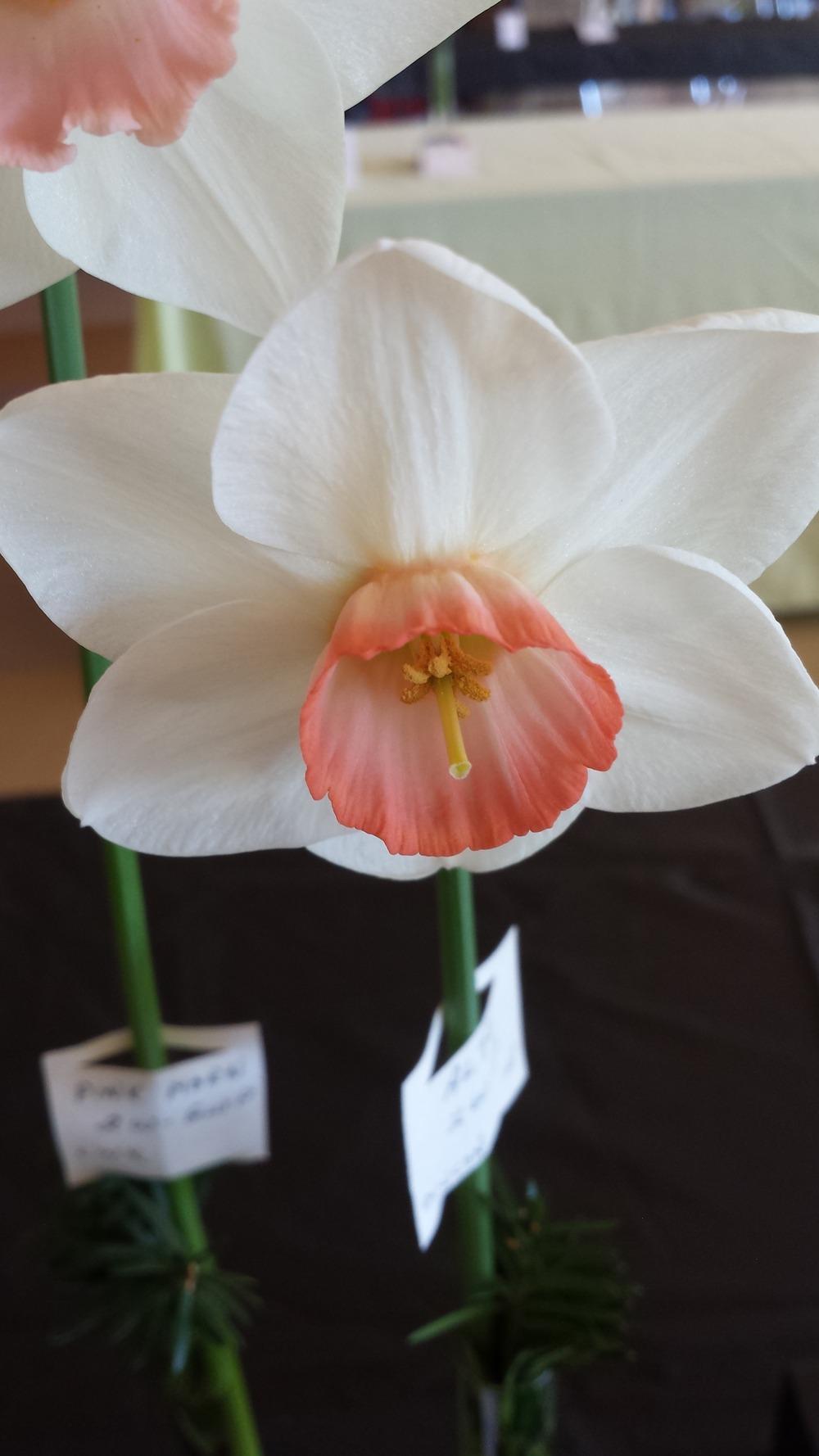 Photo of Large Cupped Daffodil (Narcissus 'Alto') uploaded by gemini_sage
