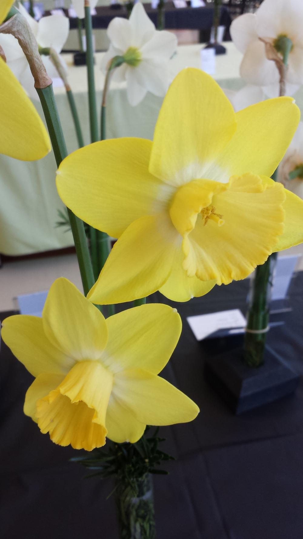 Photo of Large Cupped Daffodil (Narcissus 'Highpoint') uploaded by gemini_sage