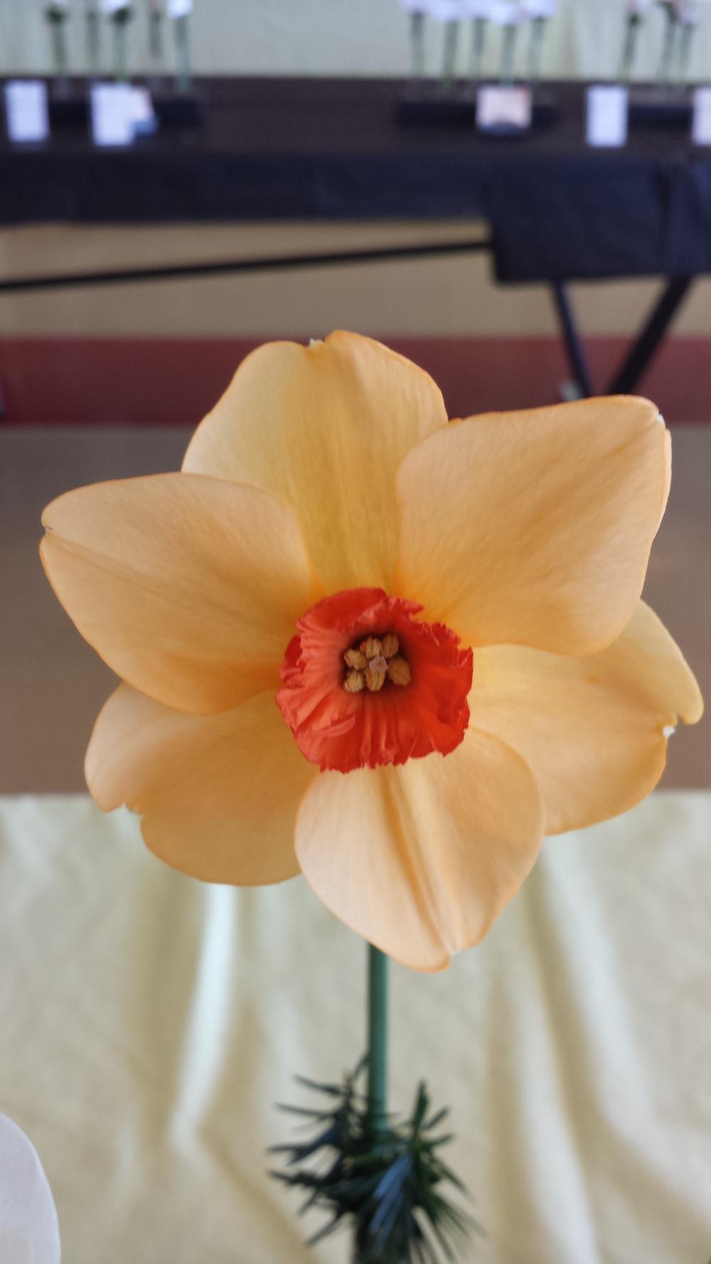 Photo of Small-cupped Daffodil (Narcissus 'Sabine Hay') uploaded by gemini_sage