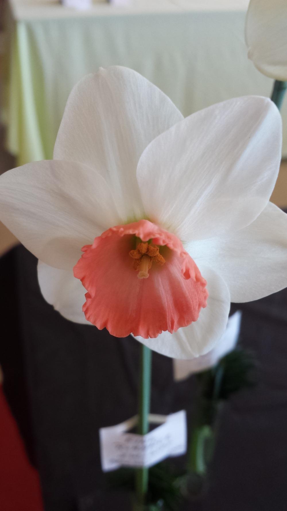 Photo of Large Cupped Daffodil (Narcissus 'Fine Romance') uploaded by gemini_sage