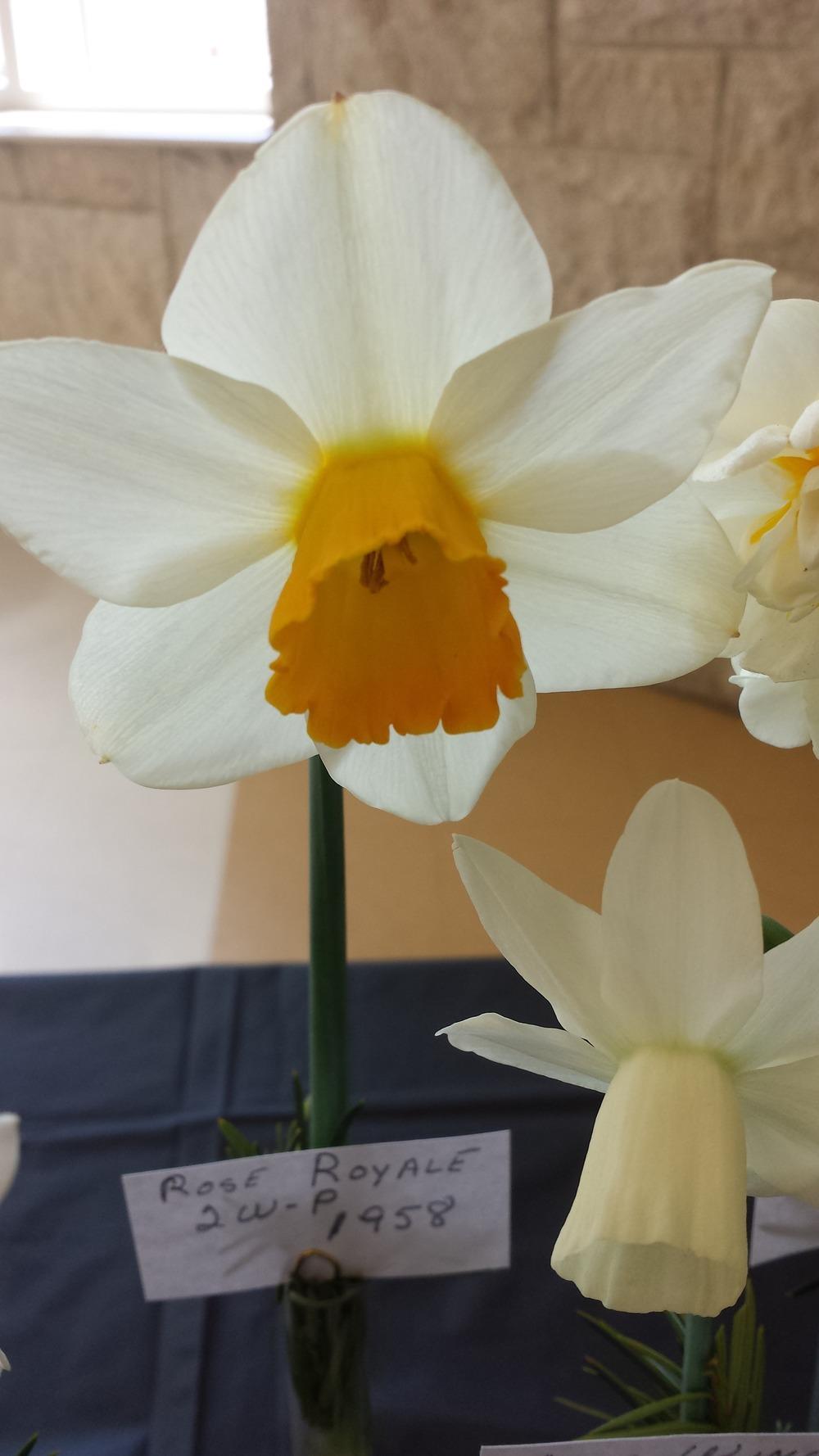 Photo of Large Cupped Daffodil (Narcissus 'Rose Royale') uploaded by gemini_sage