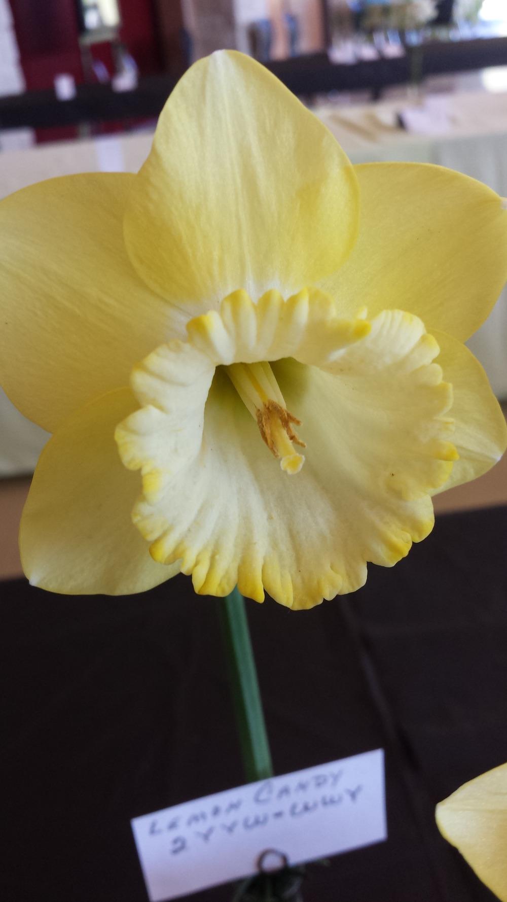 Photo of Large Cupped Daffodil (Narcissus 'Lemon Candy') uploaded by gemini_sage