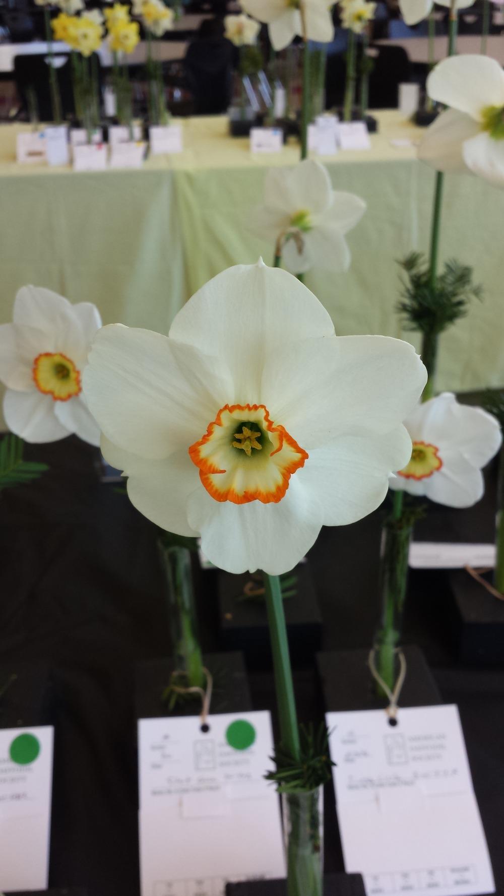 Photo of Small Cupped Daffodil (Narcissus 'Cinnamon Ring') uploaded by gemini_sage