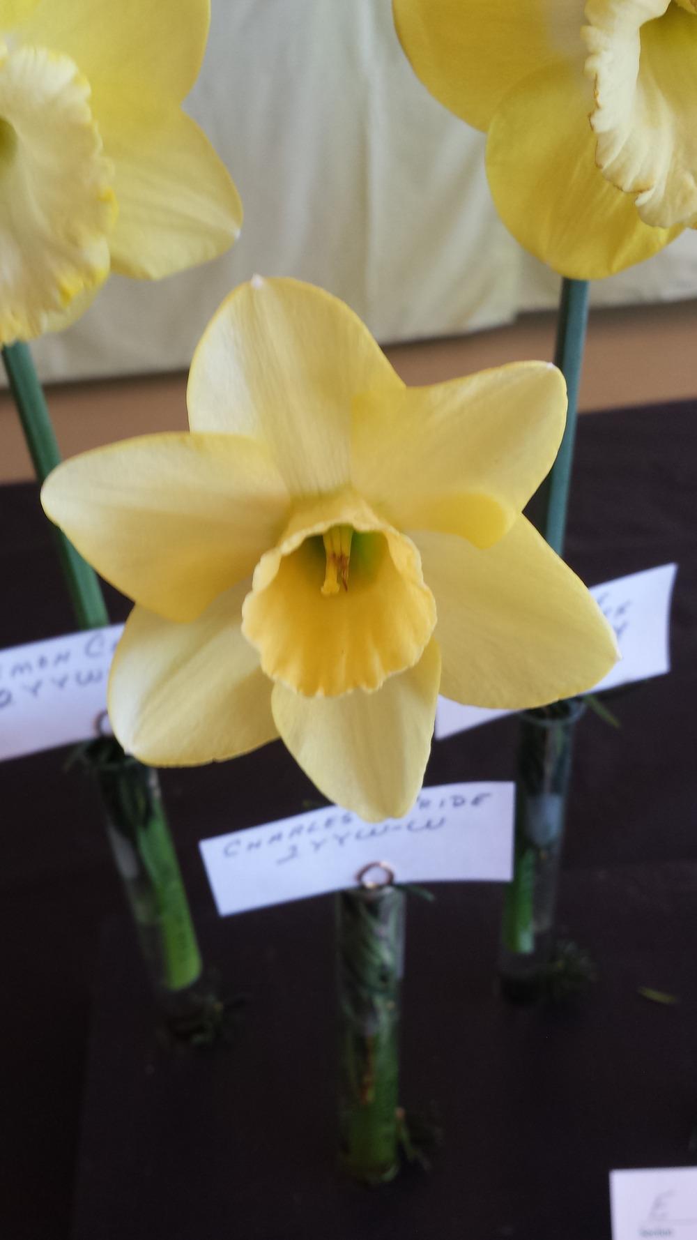 Photo of Large Cupped Daffodil (Narcissus 'Charles's Pride') uploaded by gemini_sage