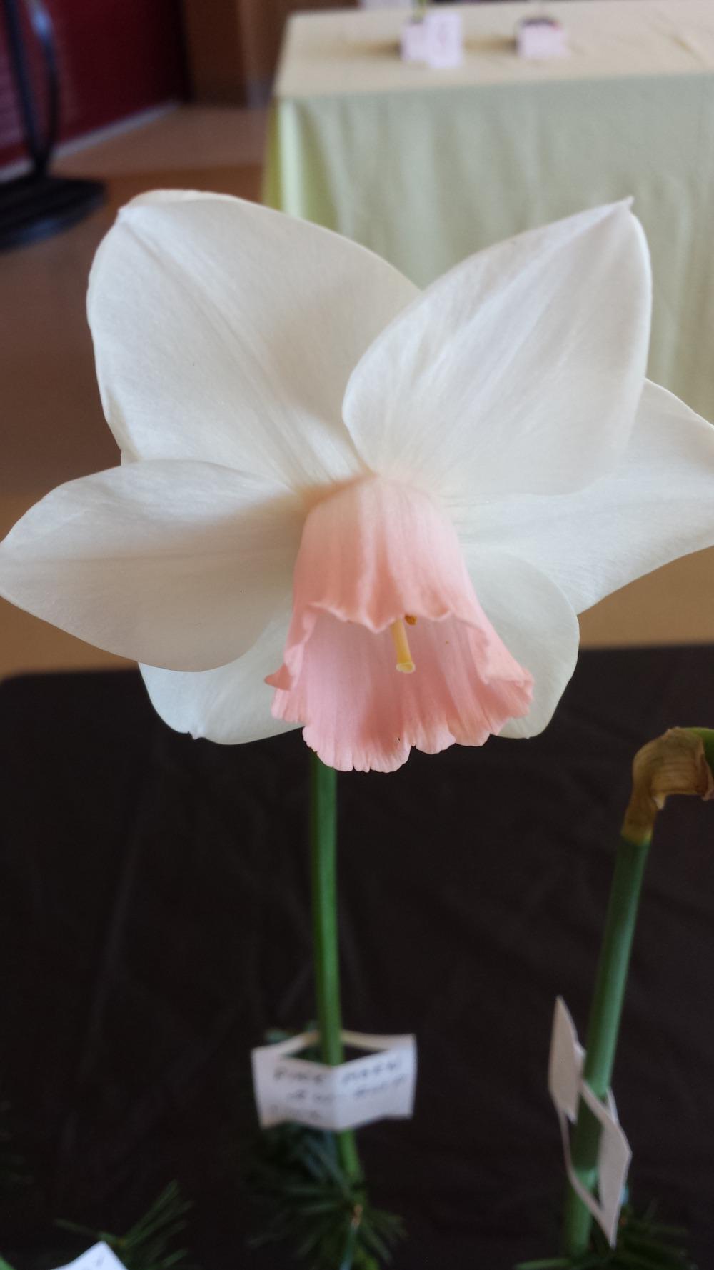 Photo of Large Cupped Daffodil (Narcissus 'Pink Morn') uploaded by gemini_sage