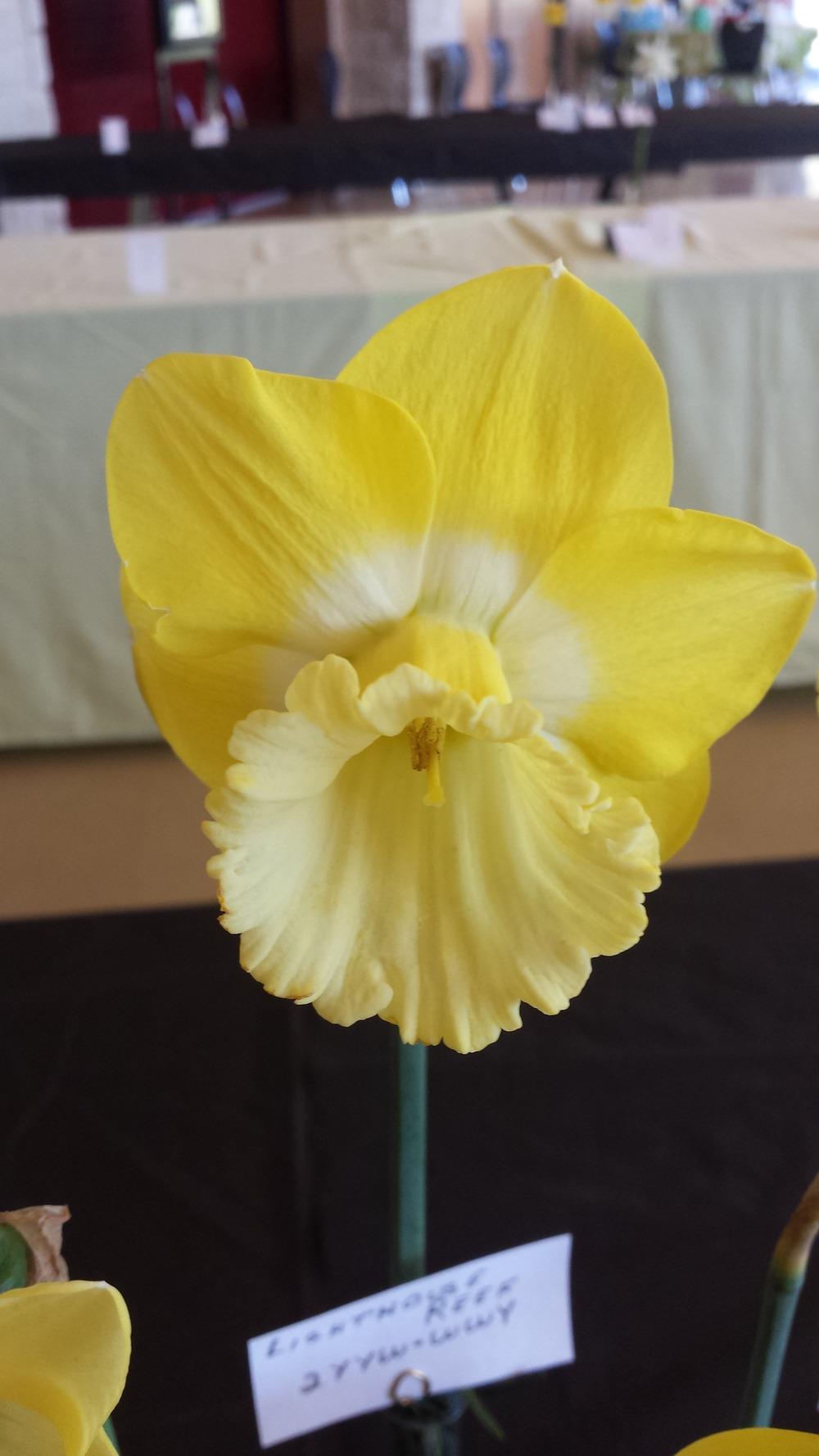 Photo of Trumpet Daffodil (Narcissus 'Lighthouse Reef') uploaded by gemini_sage