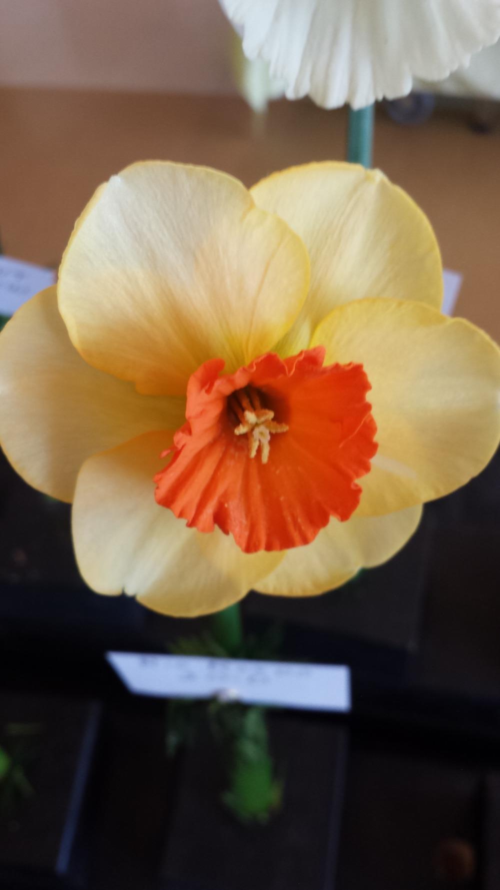Photo of Large Cupped Daffodil (Narcissus 'Rio Rondo') uploaded by gemini_sage