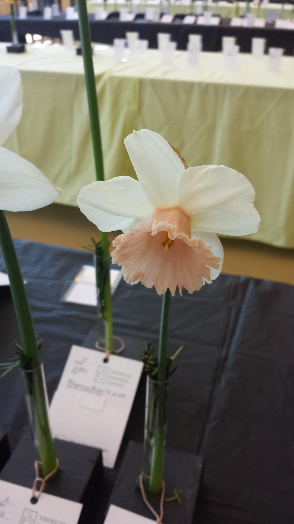 Photo of Large Cupped Daffodil (Narcissus 'Cedarbird') uploaded by gemini_sage