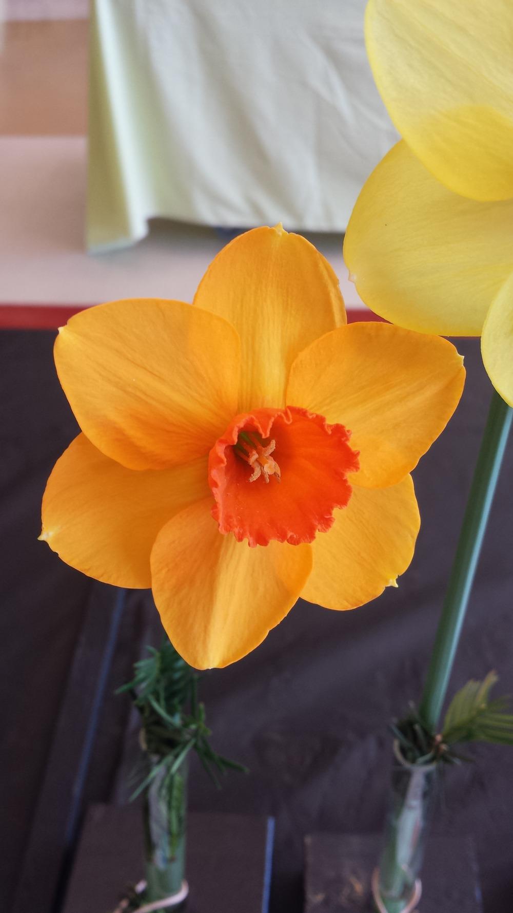Photo of Large Cupped Daffodil (Narcissus 'Warm Day') uploaded by gemini_sage