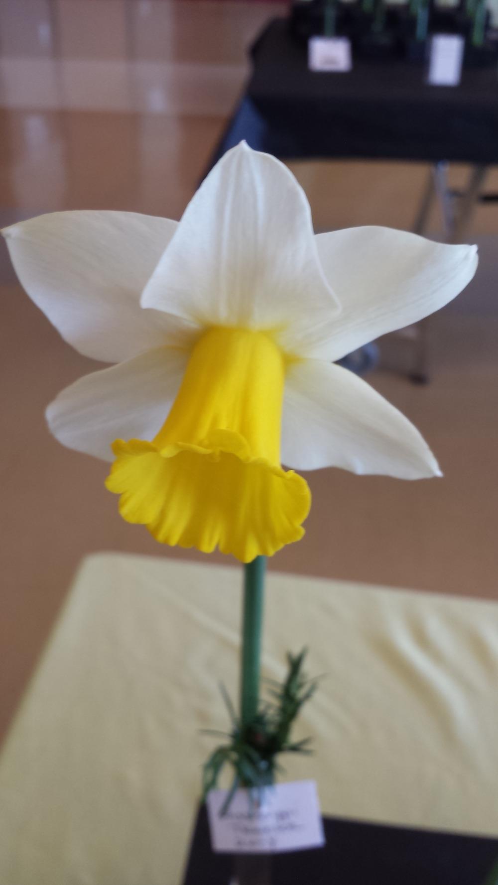 Photo of Large Cupped Daffodil (Narcissus 'Mississippi Traveler') uploaded by gemini_sage