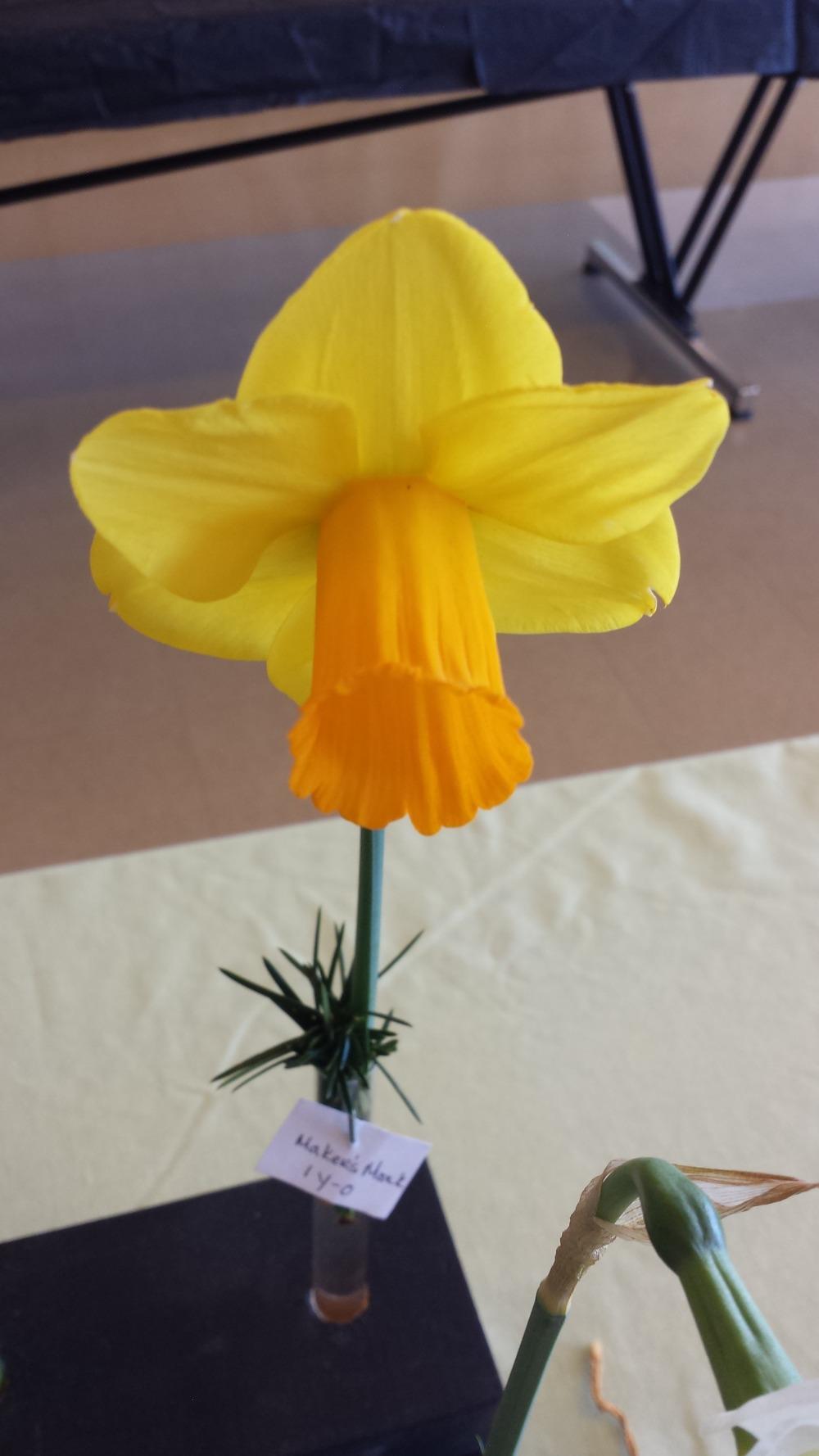 Photo of Trumpet Daffodil (Narcissus 'Maker's Mark') uploaded by gemini_sage