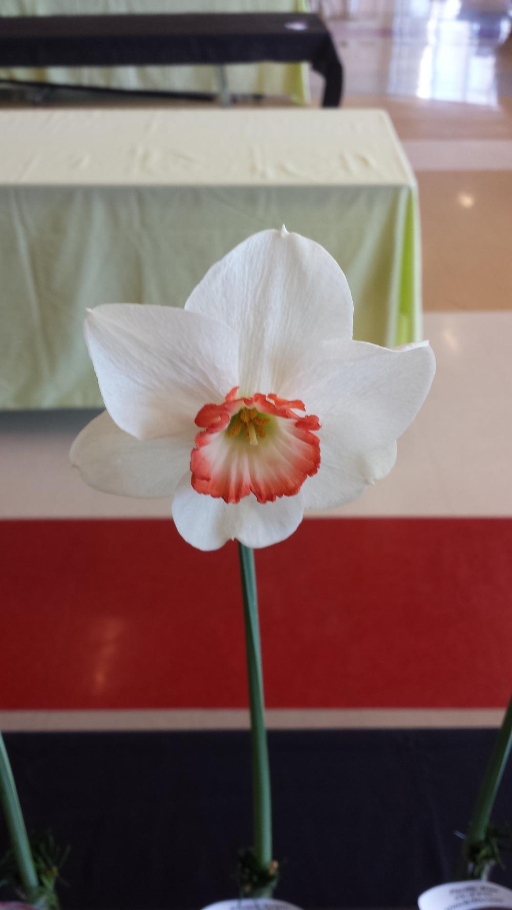 Photo of Small Cupped Daffodil (Narcissus 'French Robin') uploaded by gemini_sage