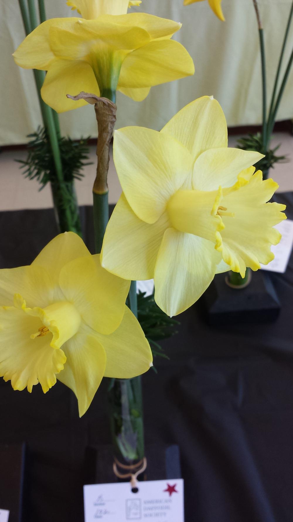 Photo of Trumpet Daffodil (Narcissus 'Lemon Desire') uploaded by gemini_sage