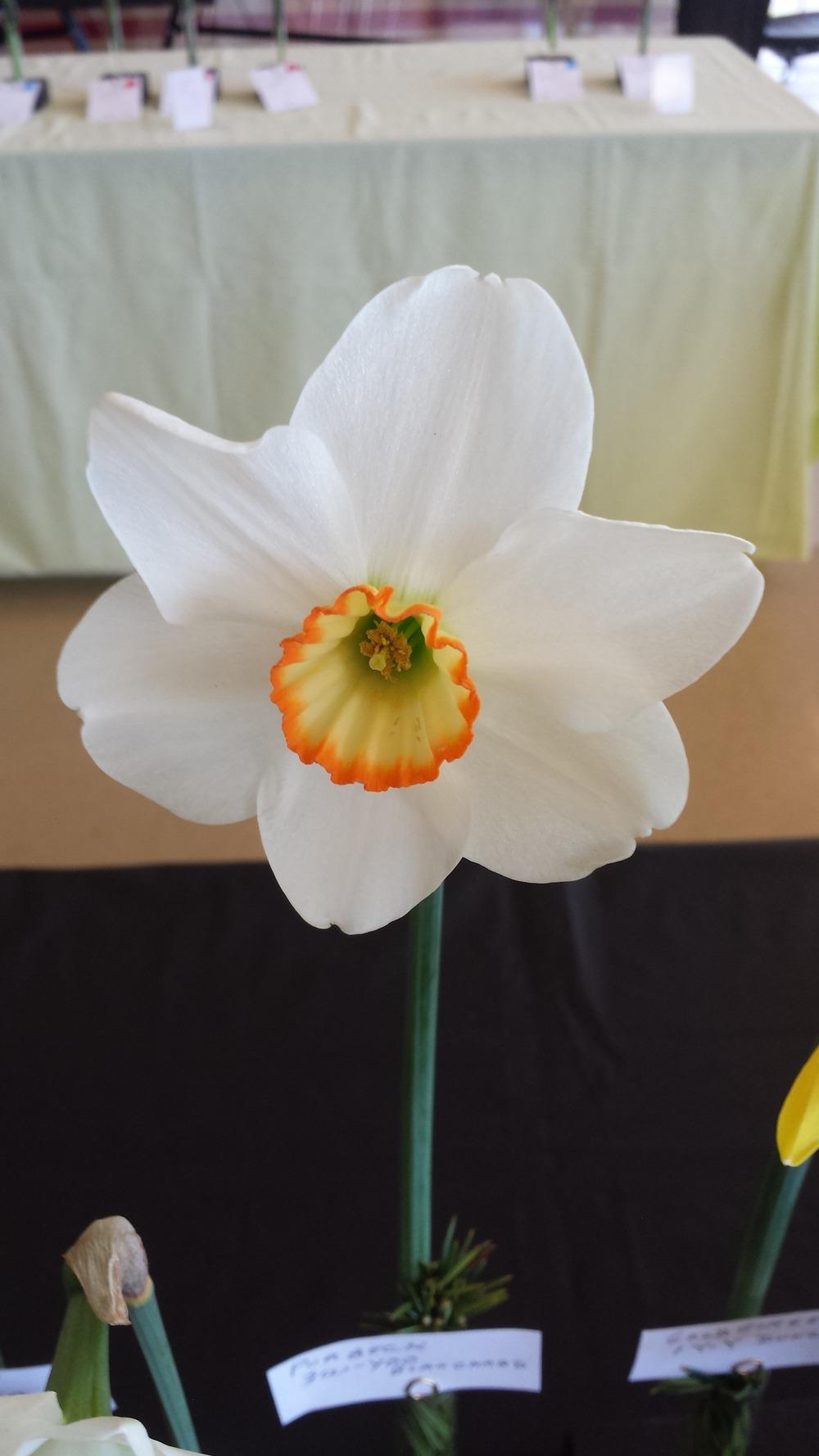 Photo of Small Cupped Daffodil (Narcissus 'Purbeck') uploaded by gemini_sage