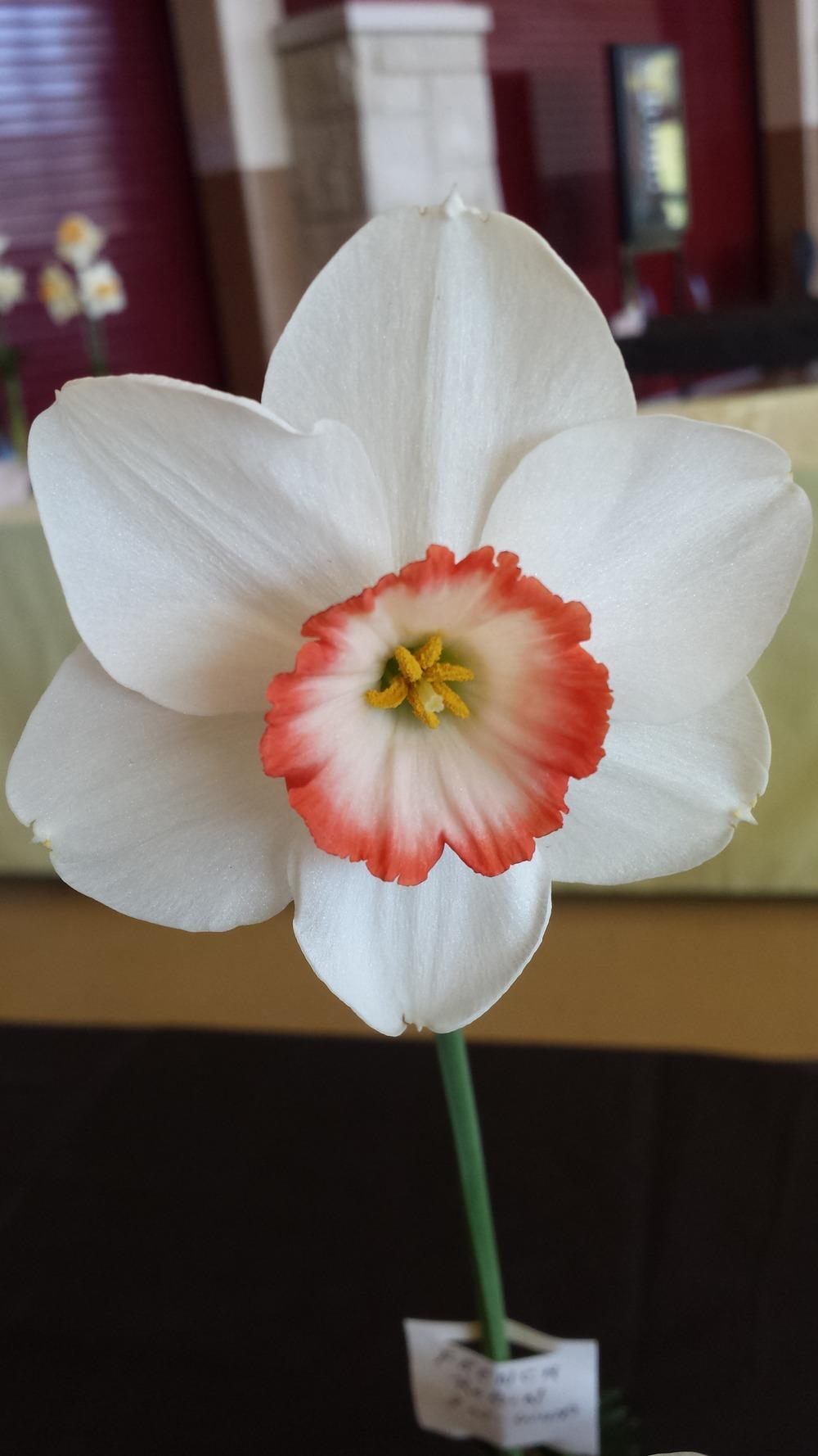 Photo of Small Cupped Daffodil (Narcissus 'French Robin') uploaded by gemini_sage