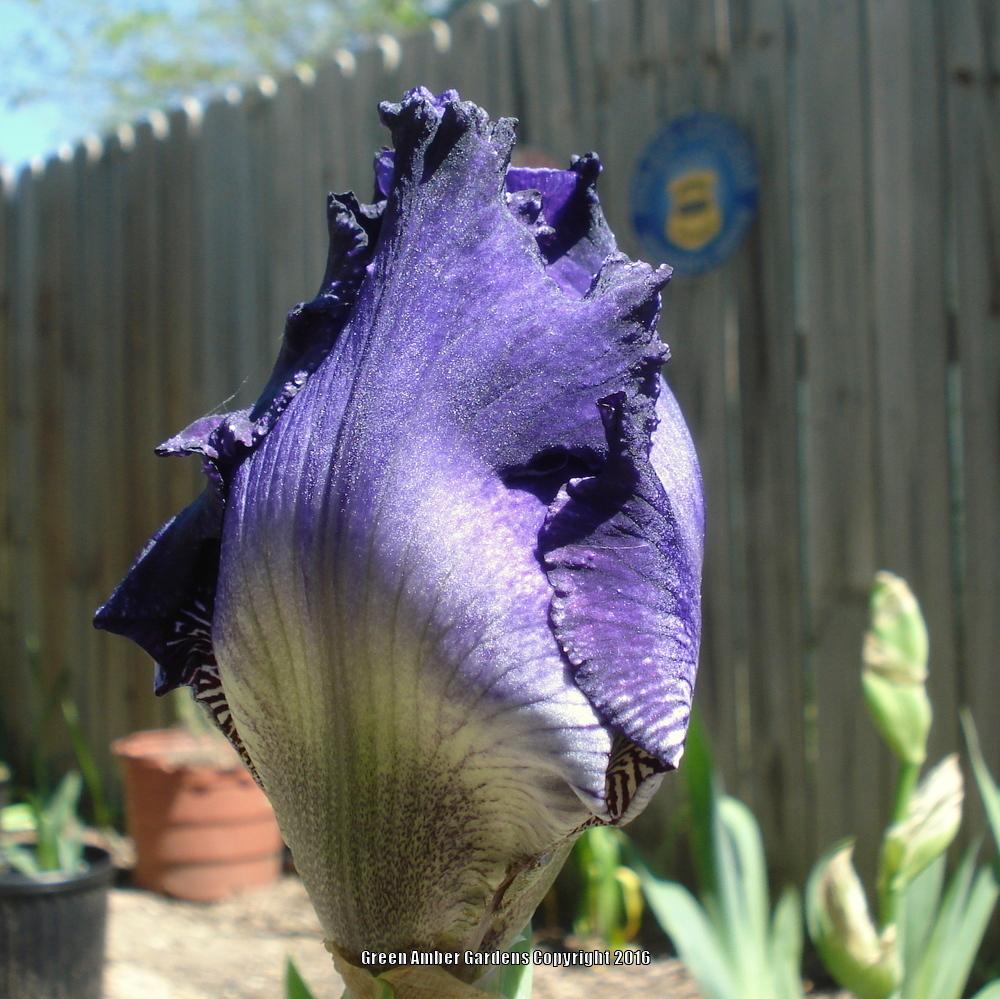 Photo of Tall Bearded Iris (Iris 'Police Stories') uploaded by lovemyhouse